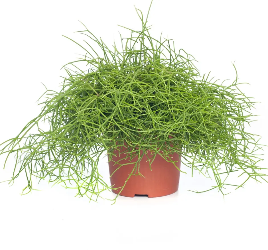 Intratuin Korallenkaktus (Rhipsalis cassutha) D 10,5 H 15 cm| Kleine Zimmerpflanzen|Für Schatten
