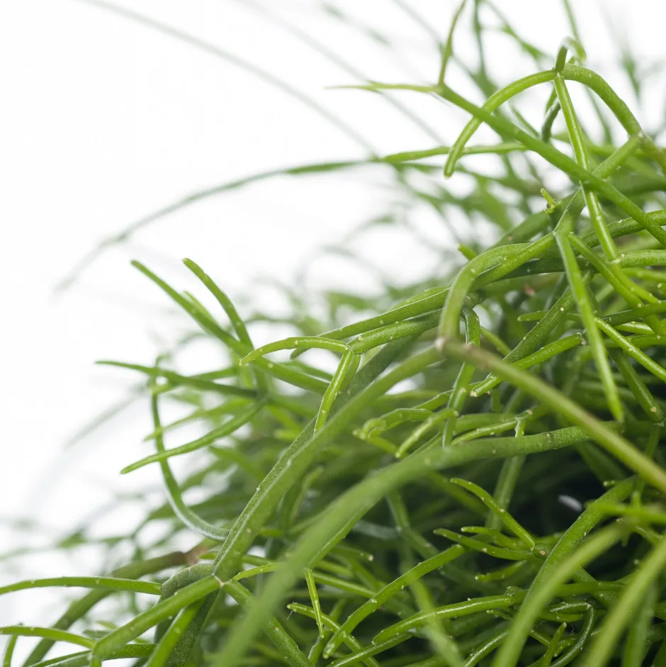 Intratuin Korallenkaktus (Rhipsalis cassutha) D 10,5 H 15 cm| Kleine Zimmerpflanzen|Für Schatten