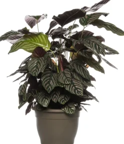 Intratuin Korbmarante (Calathea sanderiana 'Ornata') D 24 H 80 cm| Luftreinigende Pflanzen|Grünpflanzen
