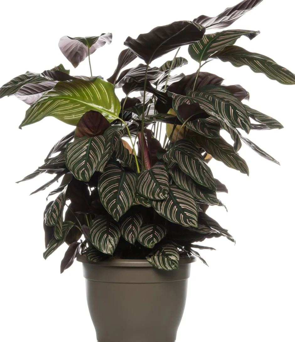 Intratuin Korbmarante (Calathea sanderiana 'Ornata') D 24 H 80 cm| Luftreinigende Pflanzen|Grünpflanzen