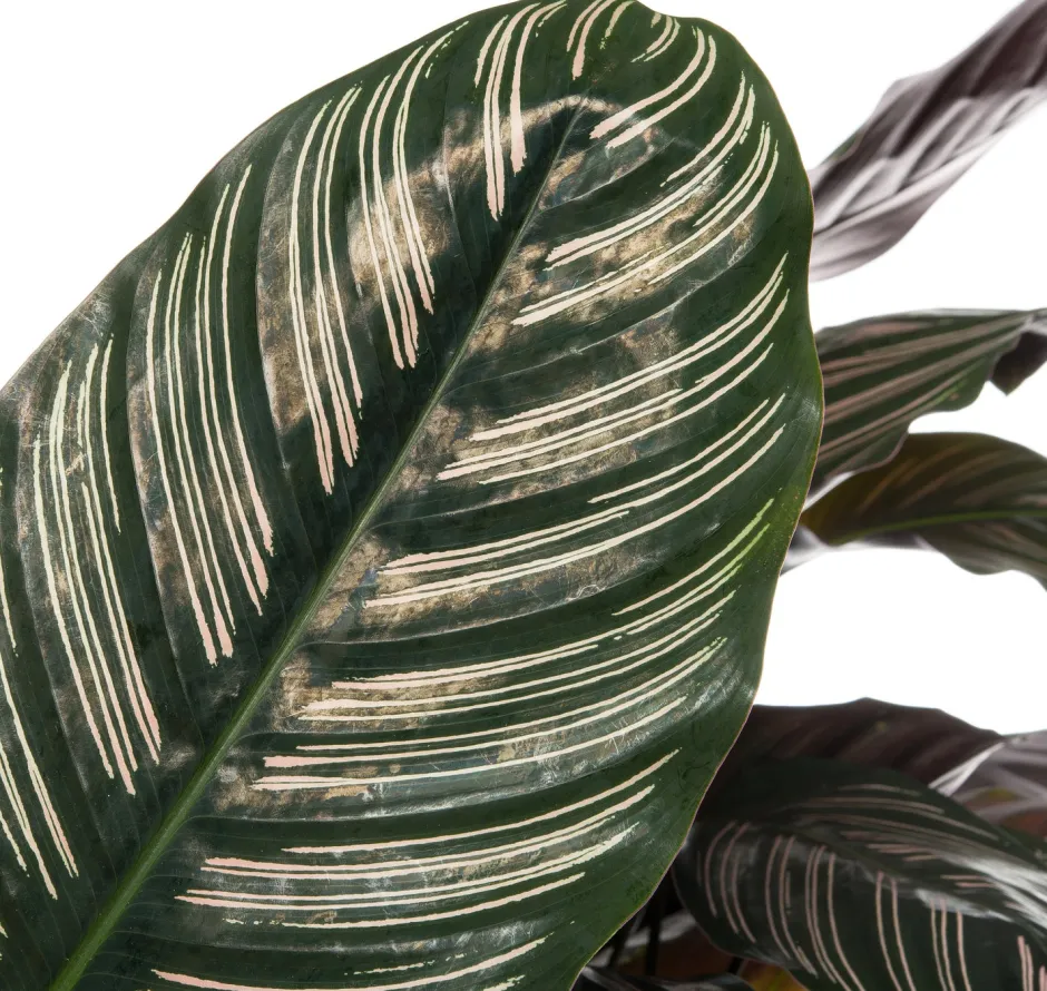 Intratuin Korbmarante (Calathea sanderiana 'Ornata') D 24 H 80 cm| Luftreinigende Pflanzen|Grünpflanzen