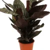 Intratuin Korbmarante (Calathea sanderiana 'Ornata') D 19 H 80 cm| Luftreinigende Pflanzen|Grünpflanzen