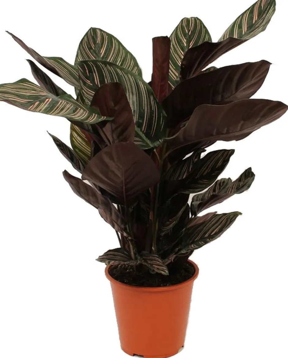 Intratuin Korbmarante (Calathea sanderiana 'Ornata') D 19 H 80 cm| Luftreinigende Pflanzen|Grünpflanzen