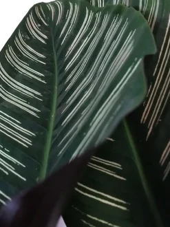 Intratuin Korbmarante (Calathea sanderiana 'Ornata') D 19 H 80 cm| Luftreinigende Pflanzen|Grünpflanzen