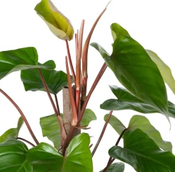 Intratuin Kratiste nachhaltige Kletterstange D 6 H 150 cm| Rankhilfen|Pflanzenstützen