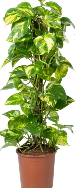 Intratuin Kratiste nachhaltige Kletterstange D 6 H 120 cm| Rankhilfen|Pflanzenstützen