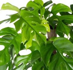 Intratuin Kratiste nachhaltige Kletterstange D 6 H 120 cm| Rankhilfen|Pflanzenstützen