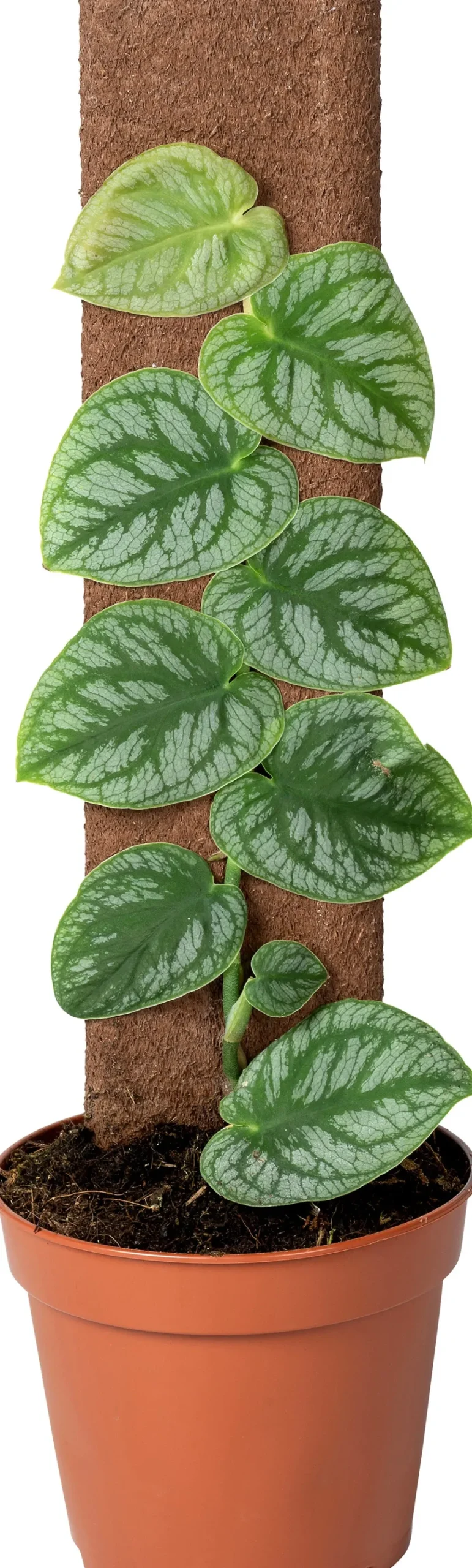 Intratuin Kratiste nachhaltiges Kletterbrett 45 x 8 x 4 cm| Rankhilfen|Pflanzenstützen