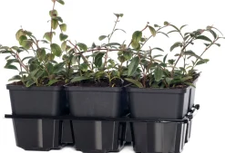 Intratuin Kriechmispel (Cotoneaster Dammeri)| Blühende Pflanzen|Immergrüne Pflanzen