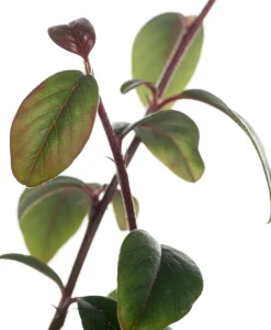 Intratuin Kriechmispel (Cotoneaster Dammeri)| Blühende Pflanzen|Immergrüne Pflanzen