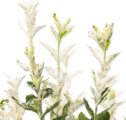 Intratuin Kriechspindel (Euonymus fortunei 'Harlequin') D 17 cm| Immergrüne Pflanzen|Spindelstrauch