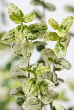 Intratuin Kriechspindel (Euonymus fortunei 'Silverstone')| Immergrüne Pflanzen|Spindelstrauch