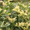 Intratuin Kriechspindel (Euonymus fortunei 'Harlequin')| Immergrüne Pflanzen|Spindelstrauch