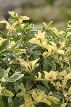 Intratuin Kriechspindel (Euonymus fortunei 'Harlequin')| Immergrüne Pflanzen|Spindelstrauch
