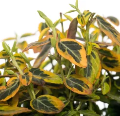 Intratuin Kriechspindel (Euonymus Fortunei Emerald 'N Gold) D 9 cm| Immergrüne Pflanzen|Spindelstrauch