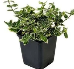 Intratuin Kriechspindel (Euonymus Fortunei Emerald Gaiety)| Immergrüne Pflanzen|Spindelstrauch