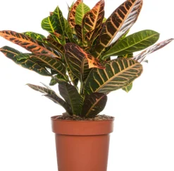 Intratuin Kroton (Codiaeum variegatum 'Petra') D 19 cm H 65 cm| Grünpflanzen|Kroton