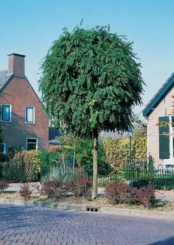 Intratuin Kugelakazie (Robinia Pseudoacacia 'Umbraculifera')| Pflanzen Für Schatten