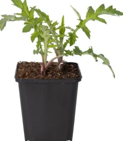 Intratuin Kugeldistel (Echinops ritro) D 21 H 30 cm| Winterharte Pflanzen|Mehrjährige Pflanzen