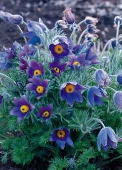 Intratuin Kuhschelle (Pulsatilla vulgaris) D 9 H 5 cm| Mehrjährige Pflanzen