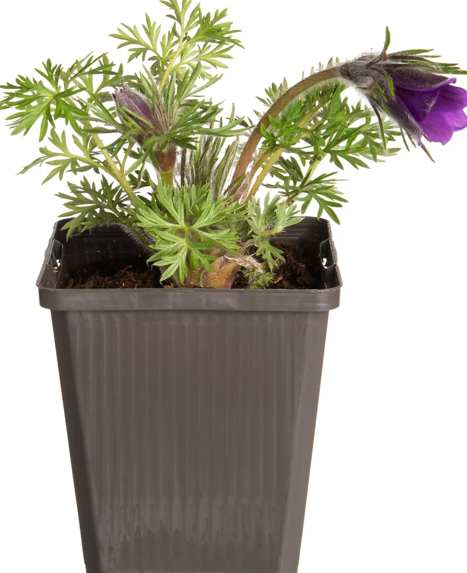 Intratuin Kuhschelle (Pulsatilla vulgaris) D 9 H 5 cm| Mehrjährige Pflanzen