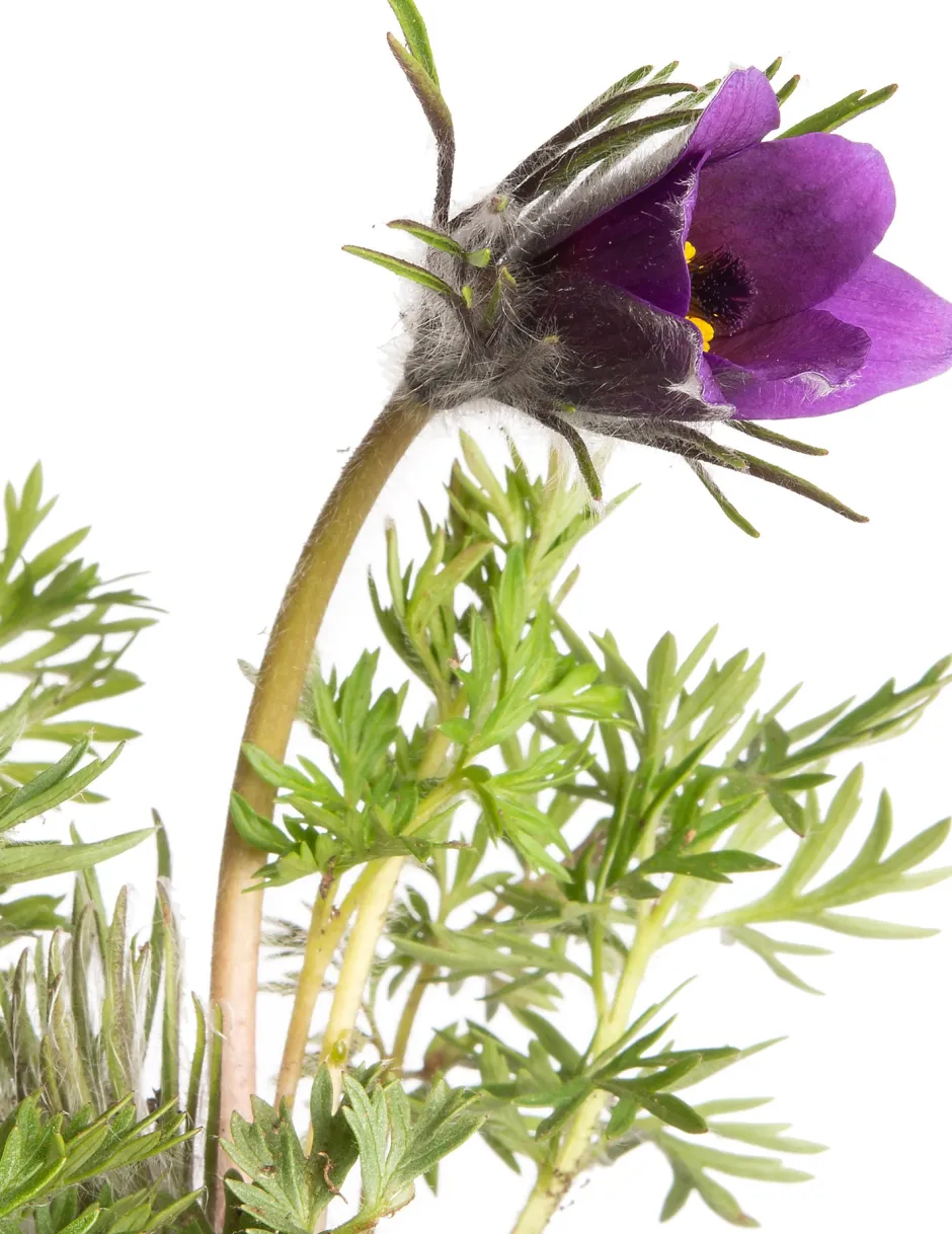 Intratuin Kuhschelle (Pulsatilla vulgaris) D 9 H 5 cm| Mehrjährige Pflanzen