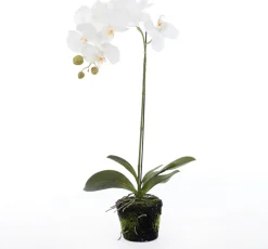Intratuin Kunstpflanze Orchidee (Phalaenopsis) im Topf weiß D 30 cm H 60 cm| Kunstpflanzen