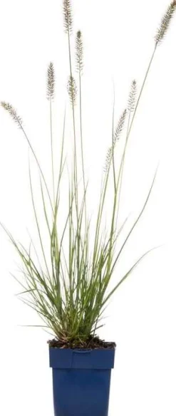Intratuin Lampenputzergras (Pennisetum alopecuroides 'Hameln') D 17 H 40 cm| Winterharte Pflanzen|Bodendecker