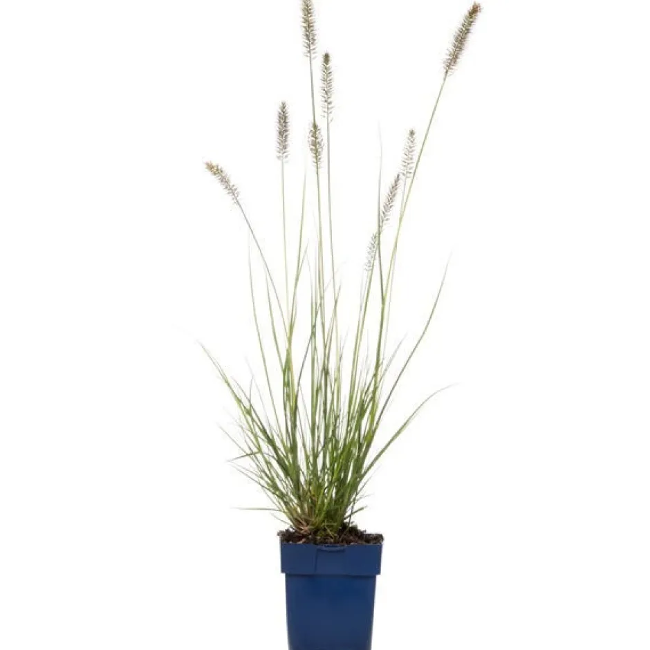 Intratuin Lampenputzergras (Pennisetum alopecuroides 'Hameln') D 19 H 10 cm| Mehrjährige Pflanzen|Ziergräser