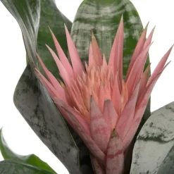 Intratuin Lanzenrosette (Aechmea 'Primera') D 15 cm H 60 cm| Blühende Zimmerpflanzen|Bromelien