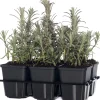 Intratuin Lavendel (Lavandula angustifolia) D 9 H 10 cm 6 Pflanzen| Immergrüne Pflanzen|Mehrjährige Pflanzen