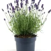 Intratuin Lavendel (Lavandula angustifolia 'Felice Premium') D 15 H 30 cm| Blühende Pflanzen|Immergrüne Pflanzen