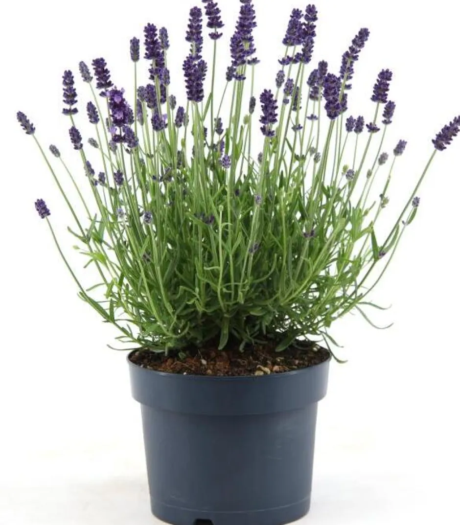Intratuin Lavendel (Lavandula angustifolia 'Felice Premium') D 15 H 30 cm| Blühende Pflanzen|Immergrüne Pflanzen