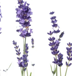 Intratuin Lavendel (Lavendula angustifolia 'Hidcote') D 13 H 20 cm| Blühende Pflanzen|Immergrüne Pflanzen