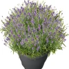 Intratuin Lavendel (Lavendula angustifolia 'Essence Purple') D 26 H 50 cm| Blühende Pflanzen|Immergrüne Pflanzen
