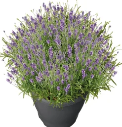 Intratuin Lavendel (Lavendula angustifolia 'Essence Purple') D 26 H 50 cm| Blühende Pflanzen|Immergrüne Pflanzen