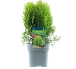 Intratuin Lebensbaum (Platycladus orientalis 'Aurea Nana') D 17 H 35 cm| Lebensbaum