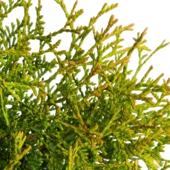 Intratuin Lebensbaum (Thuja occidentalis 'Tiny Tim') D 17 H 15 cm| Heckenpflanzen|Immergrüne Pflanzen
