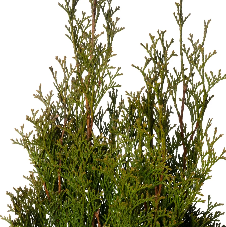 Intratuin Lebensbaum (Thuja occidentalis 'Smaragd') D 21 H 70 cm| Immergrüne Pflanzen|Winterharte Pflanzen