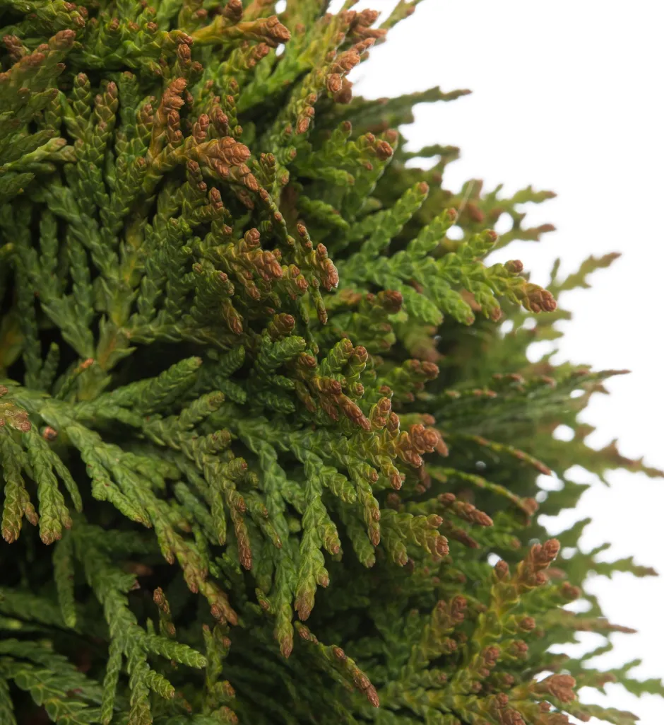 Intratuin Lebensbaum (Thuja occidentalis 'Danica') D 17 H 15 cm| Heckenpflanzen|Immergrüne Pflanzen