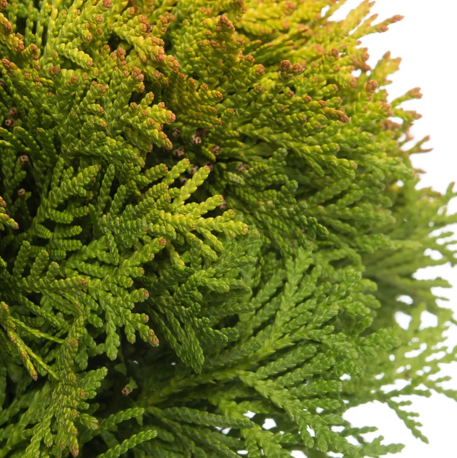 Intratuin Lebensbaum (Thuja occidentalis 'Mirjam') D 17 H 15 cm| Heckenpflanzen|Immergrüne Pflanzen