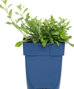 Intratuin Leimkraut (Silene schafta) D 11 H 10 cm| Mehrjährige Pflanzen