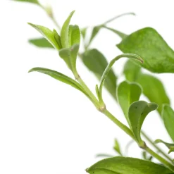 Intratuin Leimkraut (Silene schafta) D 11 H 10 cm| Mehrjährige Pflanzen