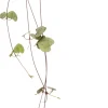 Intratuin Leuchterblume (Ceropegia woodii) D 8 H 30 cm| Für Sonne|Kakteen & Sukkulenten