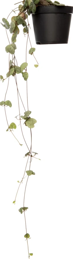 Intratuin Leuchterblume (Ceropegia woodii) D 8 H 30 cm| Für Sonne|Kakteen & Sukkulenten