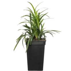 Intratuin Lilientraube (Liriope muscari 'Moneymaker') D 19 H 30 cm| Blühende Pflanzen|Pflanzen Für Schatten