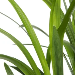 Intratuin Lilientraube (Liriope muscari 'Moneymaker') D 19 H 30 cm| Blühende Pflanzen|Pflanzen Für Schatten