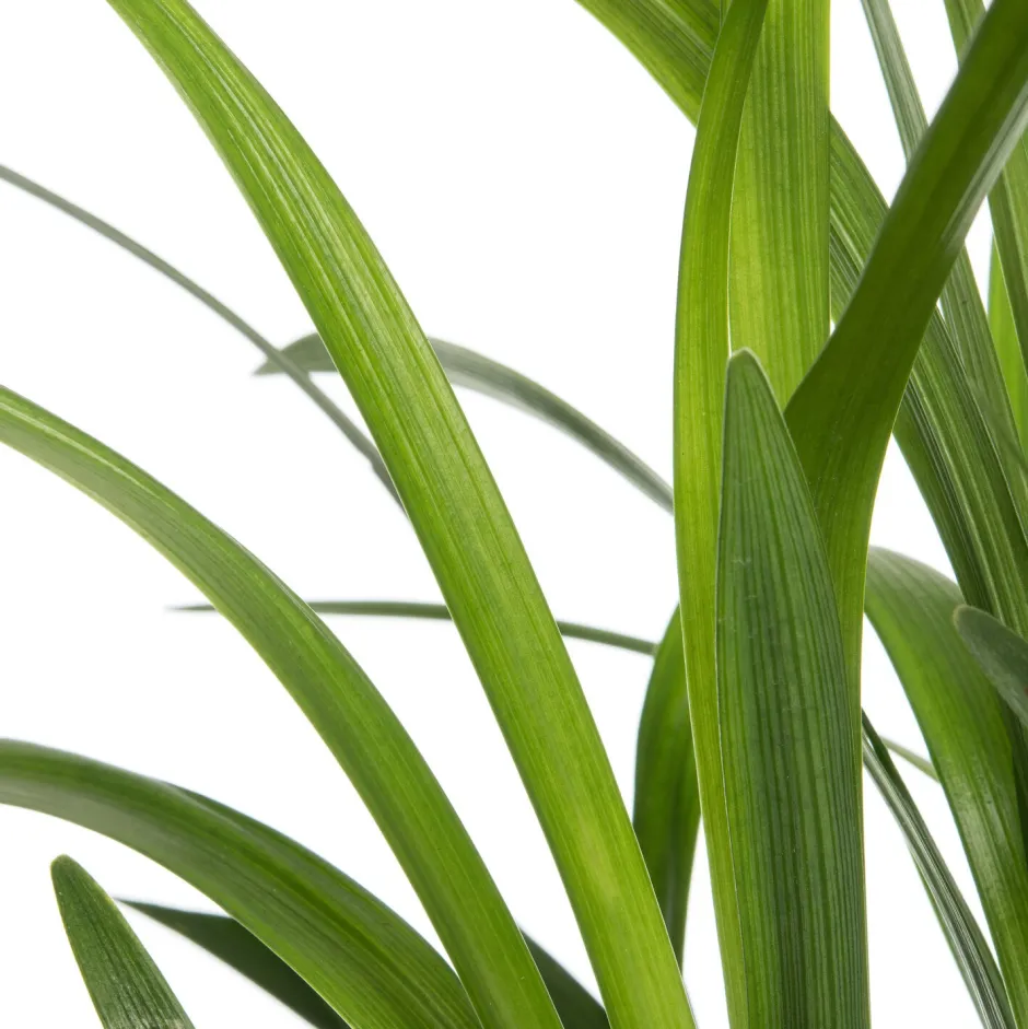 Intratuin Lilientraube (Liriope muscari 'Moneymaker') D 19 H 30 cm| Blühende Pflanzen|Pflanzen Für Schatten