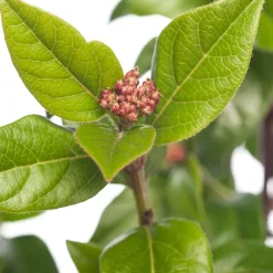 Intratuin Lorbeer-Schneeball (Viburnum tinus) D 17 cm| Viburnum