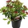 Intratuin Lorbeer-Schneeball (Viburnum tinus 'Gwenllian') D 23 H 30 cm| Viburnum